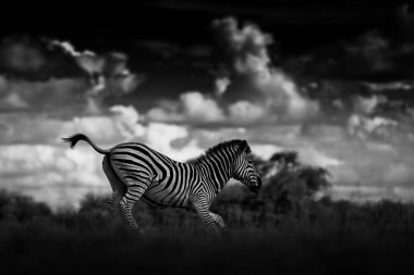 Siyah ve beyaz zebra ile karanlık gökyüzü, Nxai Pan Ulusal Parkı, Botsvana, Afrika fırtına.