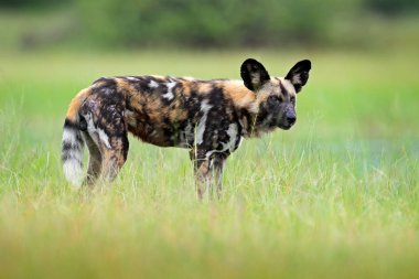 Çimen, Moremi, Botswana, Afrika Afrika kızgın vahşi köpek ayakta