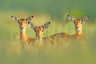 Beautiful impalas in grass with evening sun, hidden portrait in vegetation clipart