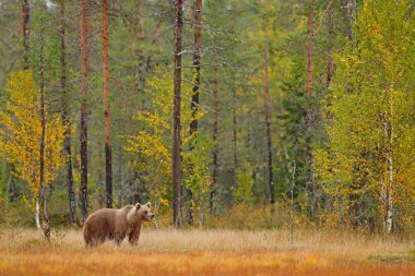 Bear hidden in yellow forest with tall trees clipart