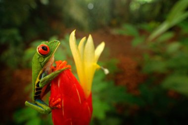 egzotik Orta Amerika kırmızı çiçek kurbağa