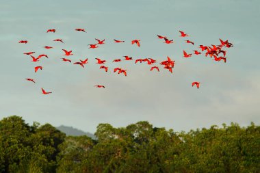 Kırmızı ibises koyu yeşil ağaçlar ve mavi gökyüzü arka plan, Caroni bataklık, Trinidad ve Tobago, Caribbean üzerinde uçan sürüsü.