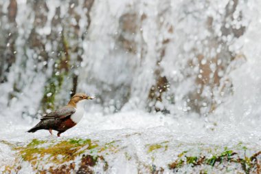 Beyaz boğazlı kepçe su, portre