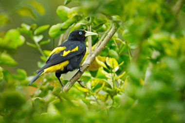 Şube, Trinidad ve Tobago oturan sarı siyah kuş.