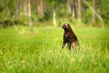 Wolverine standing in taiga summer grass, Finland.