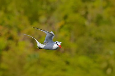 Kırmızı gagalı Tropik kuşu kırmızı gaga yeşil ağaçlar arka plan üzerinde uçan ile