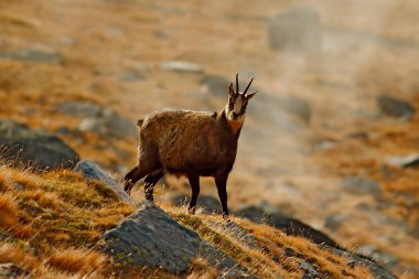 Yaban koyunu boynuzları ile sonbahar çimleri kayalık tepe, dağ Gran Paradiso, İtalya