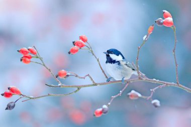 Coal Tit on snowy wild red rose branch, Germany, Europe. clipart