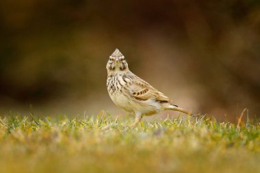 gri kahverengi Tepeli toygar çim üzerinde çayır, Çek Cumhuriyeti