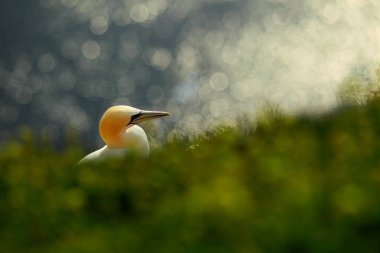 Gannet çim ve arka plan, Helgoland Adası, Almanya üzerinde koyu mavi deniz suyu ile.