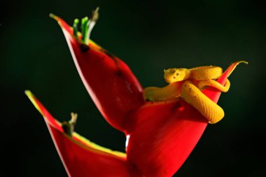 Zehir tehlike engerek yılan kırmızı kır çiçeği, Kosta Rika üzerinde