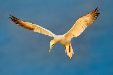 Kuzey gannet mavi arka plan üzerinde uçan