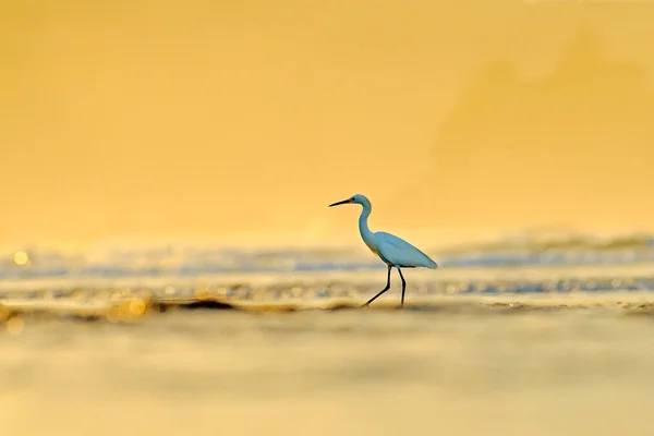 Snowy Egret Habitat Costa Naturale Con Oceano Dominical Costa Rica — Foto Stock