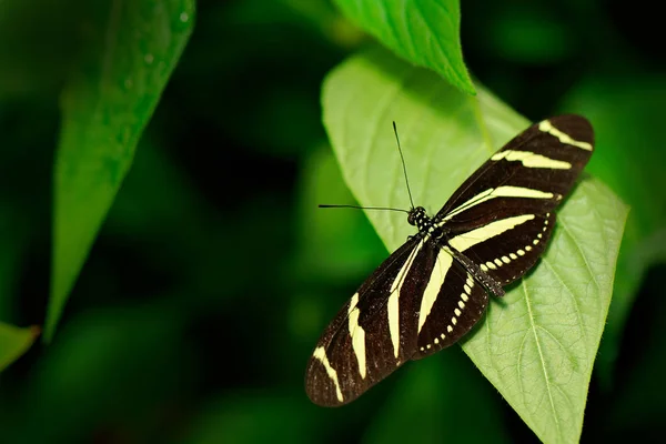 Hermosa Mariposa Cebra Longwing Sentado Hoja Verde Selva Tropical —  Fotos de Stock