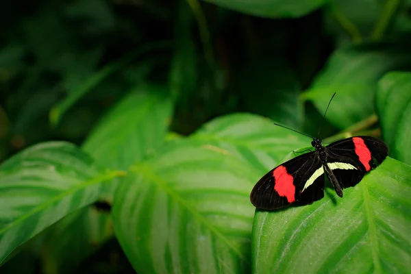 Papillon Heliconius Melpomene Assis Sur Des Feuilles Vertes Dans Forêt — Photo