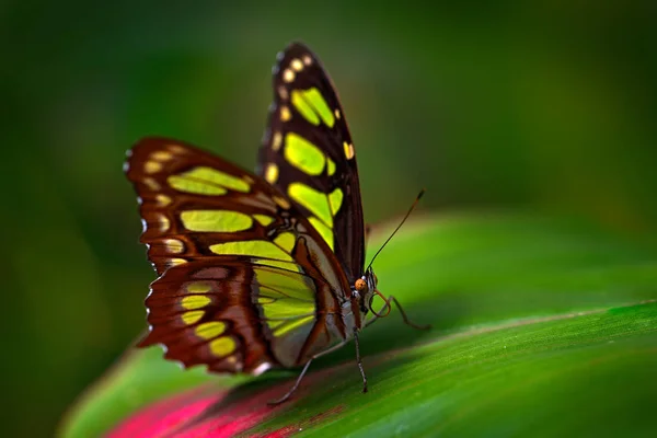 Papillon Dans Forêt Verte Assis Sur Feuille Verte — Photo