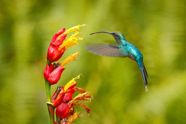 Raro Colibrí Costa Rica Volando Cerca Hermosa Flor Roja Selva — Foto de Stock