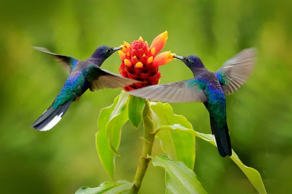 大蓝蜂鸟在丛林中美丽的红色花朵附近飞翔 — 图库照片