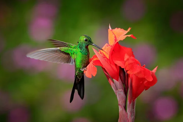 Green Crowned Hummingbird Flying Next Beautiful Orange Red Flower Paz — Stock Photo, Image