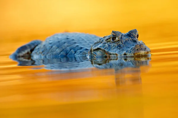 Yacare Caiman Superficie Agua Noche Naranja Oscura Pantanal Brasil —  Fotos de Stock