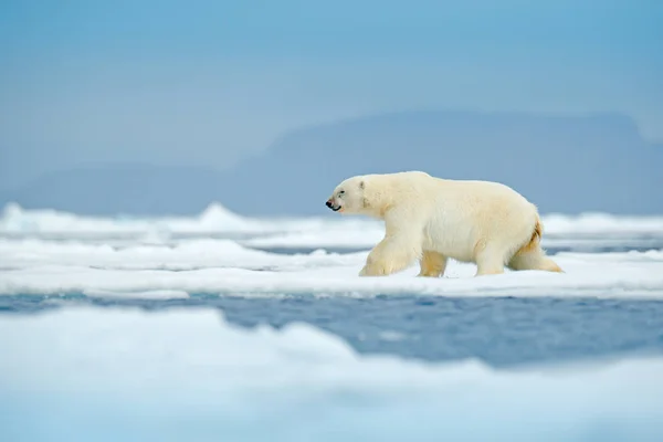 Óriási Jegesmedve Séta Sarkvidéki Jég Svalbard Norvégia — Stock Fotó