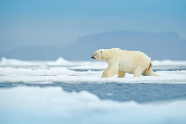 Énorme Ours Polaire Marchant Sur Glace Arctique Svalbard Norvège — Photo