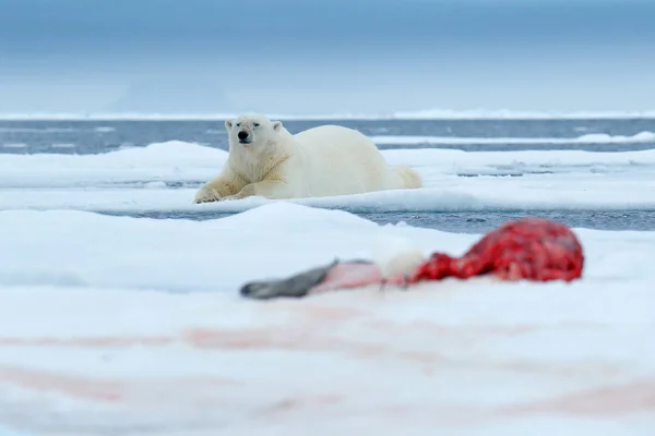 Huge Polar Bear Laying Ice Svalbard Norway — Stock Photo, Image