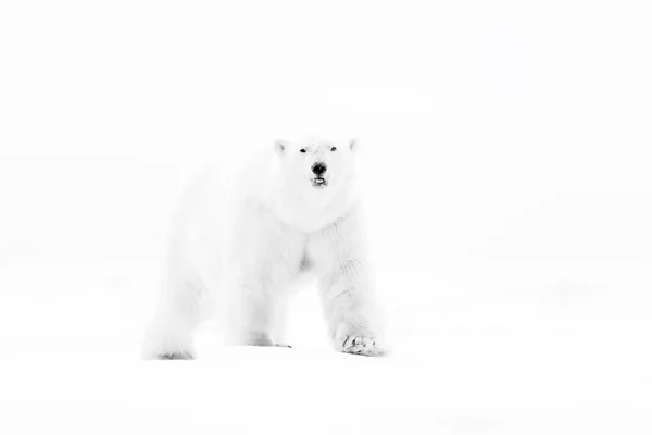 Enorme Ijsbeer Witte Achtergrond Spitsbergen Noorwegen — Stockfoto