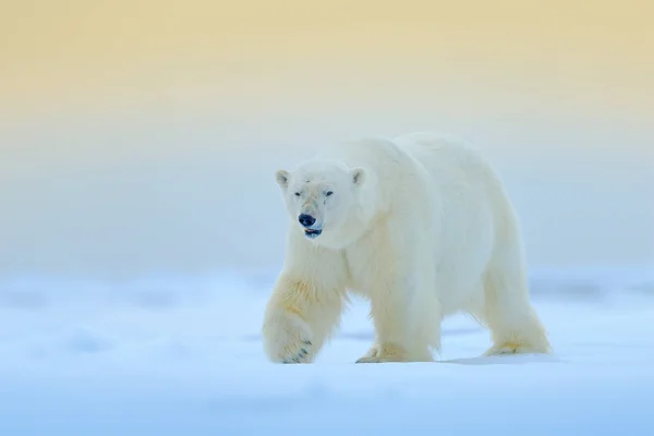 Ogromny Niedźwiedź Polarny Chodzenie Przez Lód Svalbard Norwegia — Zdjęcie stockowe