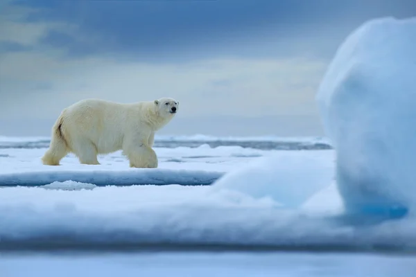 Urso Polar Enorme Andando Por Gelo Svalbard Noruega — Fotografia de Stock