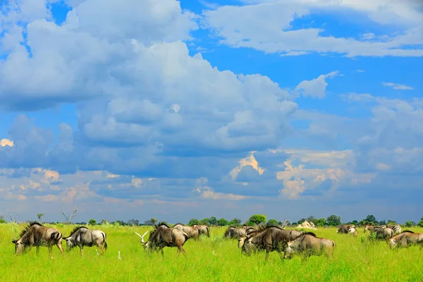 Afrikanische Landschaft Mit Großen Grauen Tieren Auf Grünen Wiesen — Stockfoto