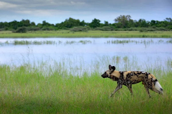 非洲野狗在湖边散步 莫瑞米动物保护区 博茨瓦纳 — 图库照片