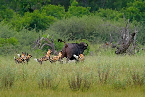 Caza Perros Salvajes Botswana Vaca Búfala Ternera Con Depredador — Foto de Stock