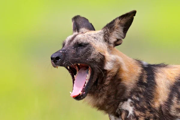 Perro Salvaje Africano Bostezando Sobre Fondo Verde Moremi Botswana África —  Fotos de Stock