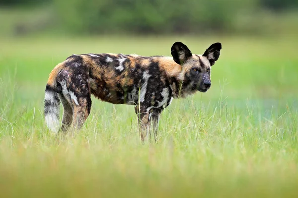 Afrikanischer Wütender Wilder Hund Der Auf Gras Steht Moremi Botswana — Stockfoto