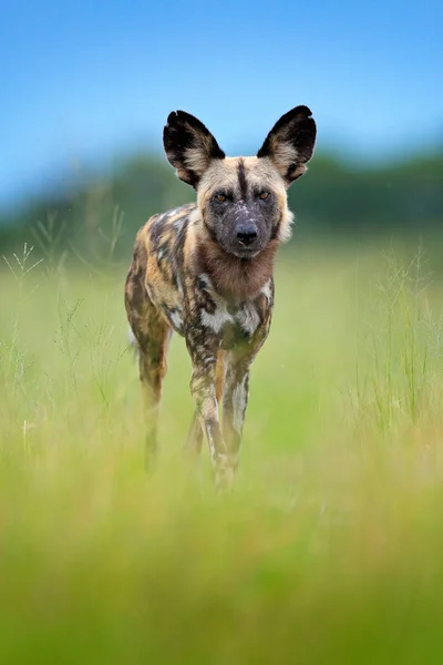 Perro Salvaje Africano Pie Mirando Cámara Moremi Botswana África —  Fotos de Stock