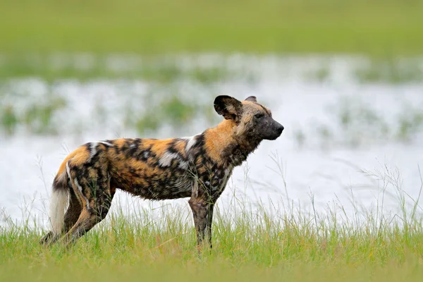 Afrikanischer Wildhund Der Nähe Des Sees Moremi Botswana Afrika — Stockfoto