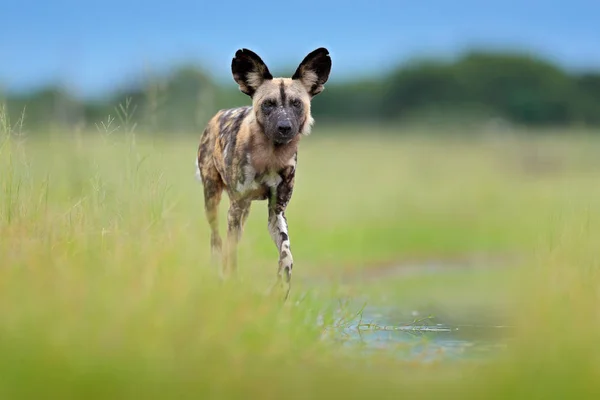 Afrikanischer Wilder Hund Der Der Nähe Des Sees Gras Spaziert — Stockfoto