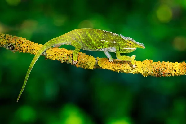 Baldachýn Závěti Chameleon Sedící Větvi Lesních Stanovišť — Stock fotografie