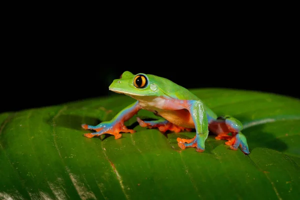 Golden Eyed Rzekotka Zielony Liść Costa Rica — Zdjęcie stockowe