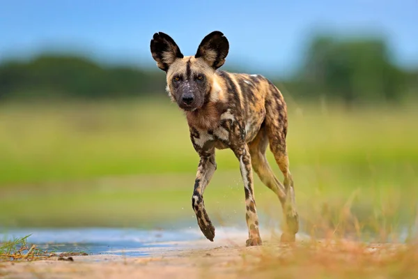 Африканських Дикі Собаки Ходьба Поблизу Озера Moremi Ботсвани Африка — стокове фото