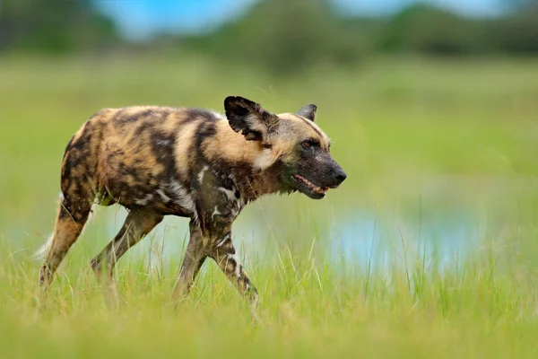 Perro Salvaje Africano Caminando Cerca Del Lago Moremi Botswana África —  Fotos de Stock