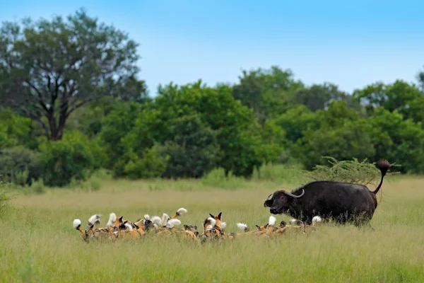 Jagd Auf Wildhunde Botswana Büffelkühe Und Kälber Mit Raubtieren — Stockfoto