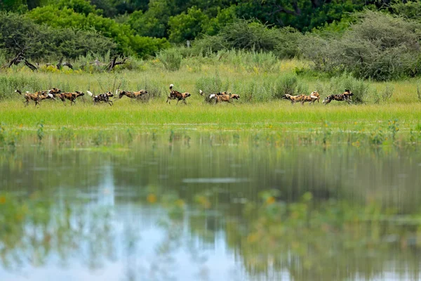 Wild Dog Hunting Cerca Del Lago Botswana — Foto de Stock