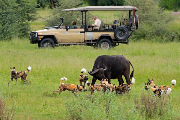 Chasse Chien Sauvage Botswana Vache Buffle Veau Avec Prédateur Safari — Photo