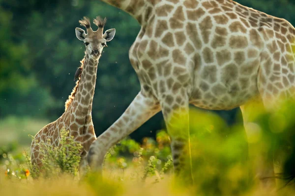 Young Giraffe with mum and morning sunrise, Okavango, Botswana, Africa.
