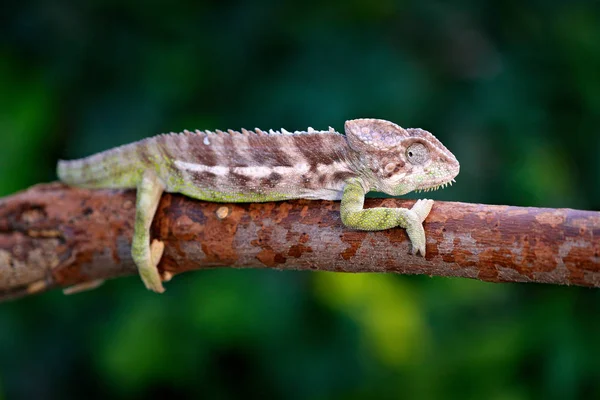 Warty Kameleona Siedzącego Gałęzi Leśnych Siedlisk — Zdjęcie stockowe
