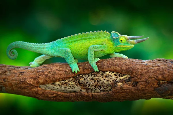 Jackson's Chameleon with long tail sitting on branch in forest habitat