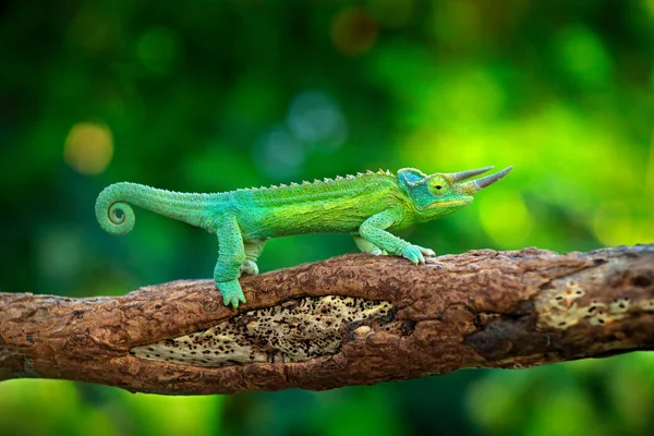 Jackson Chameleon Dlouhým Ocasem Sedící Větvi Lesních Stanovišť — Stock fotografie