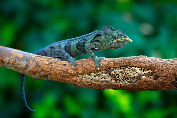 Chameleon Obrovský Sedící Větvi Lesních Stanovišť — Stock fotografie